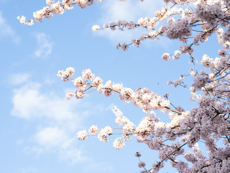 close up of blooming tree background and wallpaper,springtime ,brunches of tree with blossom of flowersの写真素材