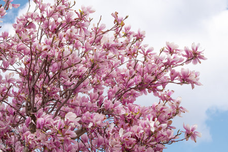 close up of pink blooming tree of magnolia ,natural spring background and wallpaperの写真素材