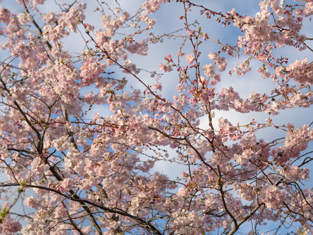 close up of blooming tree background and wallpaper,springtime ,brunches of tree with blossom of flowersの写真素材