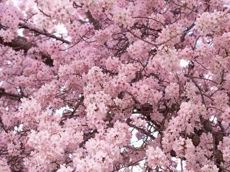 close up of blooming tree background and wallpaper,springtime ,brunches of tree with blossom of flowersの写真素材