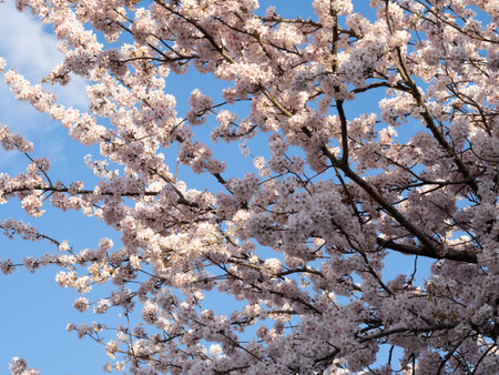close up of blooming tree background and wallpaper,springtime ,brunches of tree with blossom of flowersの写真素材
