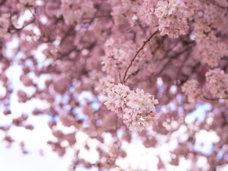 close up of blooming tree background and wallpaper,springtime ,brunches of tree with blossom of flowersの写真素材