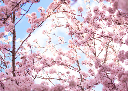 close up of blooming tree background and wallpaper,springtime ,brunches of tree with blossom of flowersの写真素材