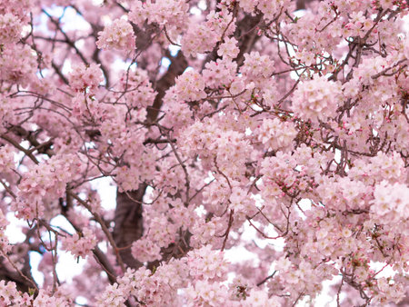 close up of blooming tree background and wallpaper,springtime ,brunches of tree with blossom of flowersの写真素材