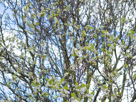 close up of blooming tree background and wallpaper,springtime ,brunches of tree with blossom of flowersの写真素材