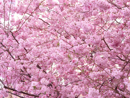 close up of blooming tree background and wallpaper,springtime ,brunches of tree with blossom of flowersの写真素材