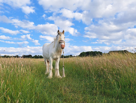 Horse gazing on the farm and eats green grass copy space . High quality photoの写真素材