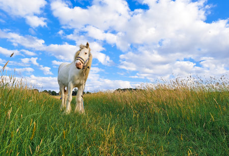 Horse gazing on the farm and eats green grass copy space . High quality photoの写真素材