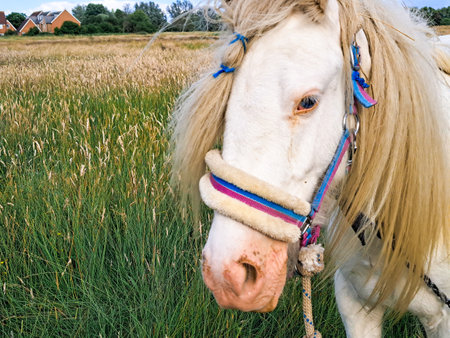 Horse gazing on the farm and eats green grass copy space . High quality photoの写真素材