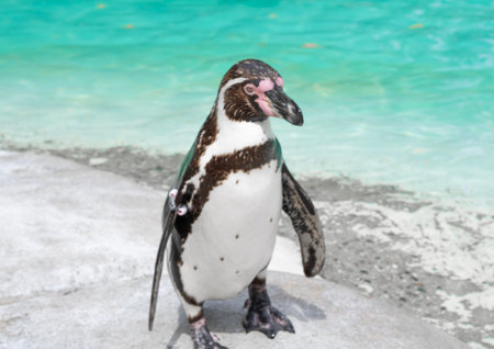 Close up of penguin in the zoo ,blue water backgroundの写真素材