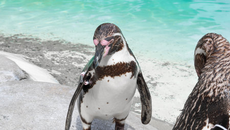 Close up of penguin in the zoo ,blue water backgroundの写真素材