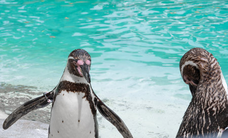 Close up of penguin in the zoo ,blue water backgroundの写真素材