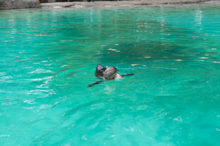 Close up of penguin in the zoo ,blue water backgroundの写真素材