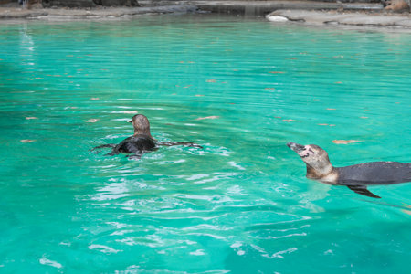 Close up of penguin in the zoo ,blue water backgroundの写真素材