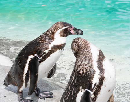Close up of penguin in the zoo ,blue water backgroundの写真素材