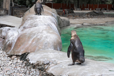 Close up of penguin in the zoo ,blue water backgroundの写真素材