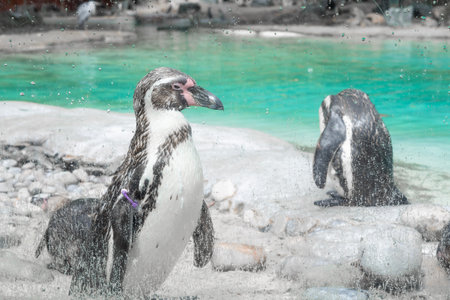 Close up of penguin in the zoo ,blue water backgroundの写真素材