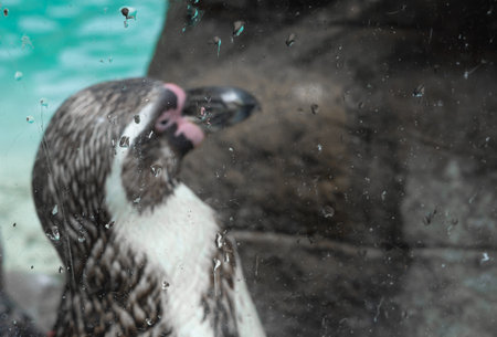 Close up of penguin in the zoo ,blue water backgroundの写真素材