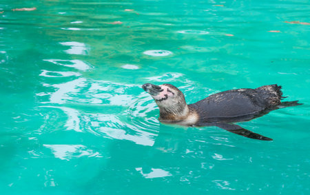 Close up of penguin in the zoo ,blue water backgroundの写真素材