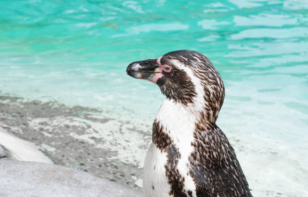 Close up of penguin in the zoo ,blue water backgroundの写真素材