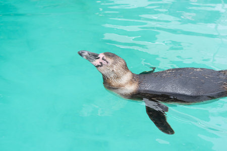 Close up of penguin in the zoo ,blue water backgroundの写真素材