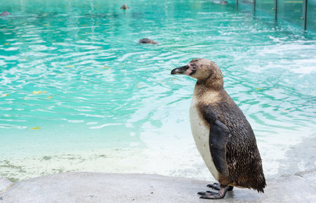 Close up of penguin in the zoo ,blue water backgroundの写真素材