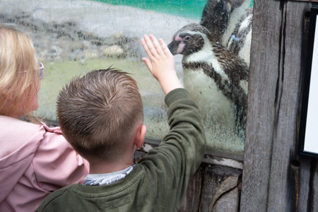 Close up of penguin in the zoo ,blue water backgroundの写真素材