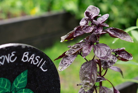 Purple basil growing in the garden close up. high quality photoの写真素材
