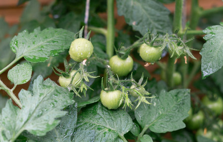 Green unripe tomatoes on the bush close up. high quality photoの写真素材