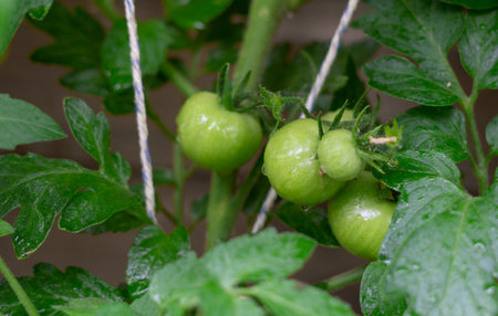 Green unripe tomatoes on the bush close up. high quality photoの写真素材