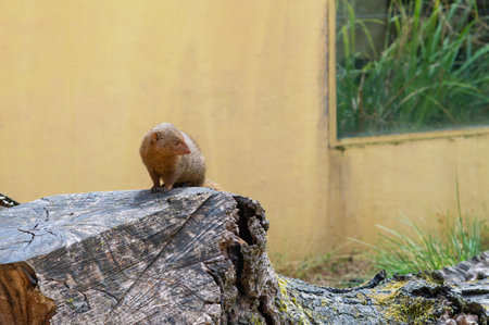 mongoose in the zoo on the wooden stump.の写真素材