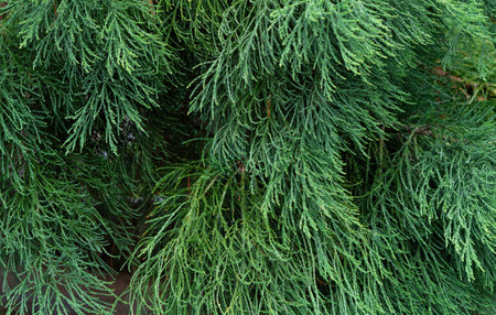 green branches of spruce background.の写真素材