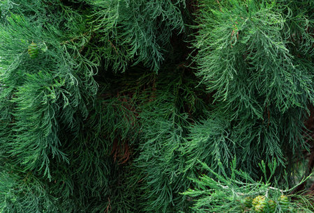green branches of spruce background.の写真素材