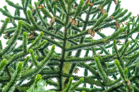 green branches of spruce backgroundの写真素材