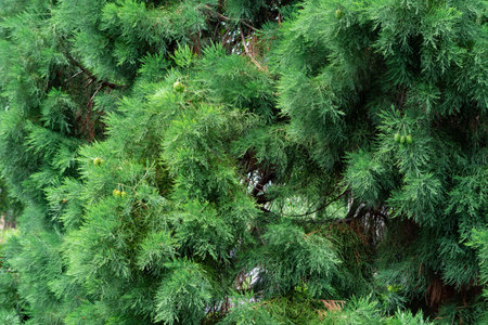 green branches of spruce background.の写真素材