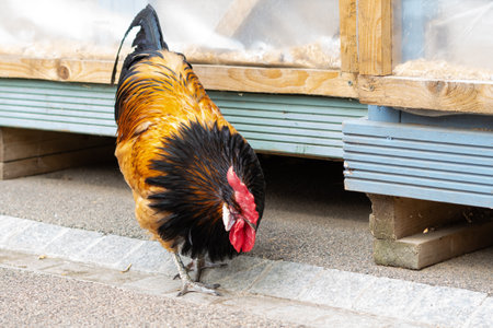 cock on the farm in the farm yard.の写真素材