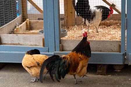 cock on the farm in the farm yard.の写真素材