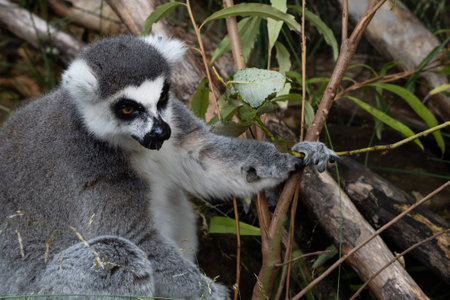 close up of striped lemur sitting on branch.の写真素材