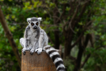 close up of striped lemur sitting on branch.の写真素材