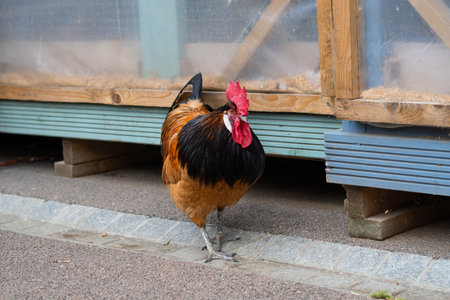 cock on the farm in the farm yard.の写真素材