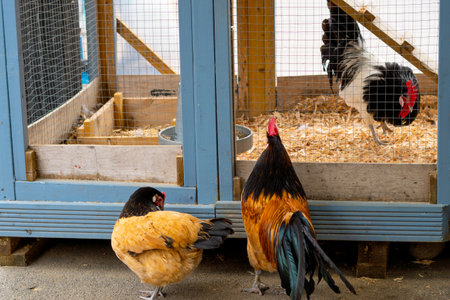 cock on the farm in the farm yard.の写真素材