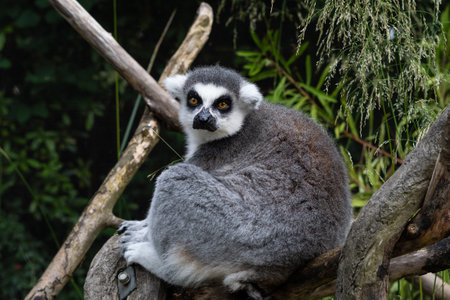 close up of striped lemur sitting on branch.の写真素材