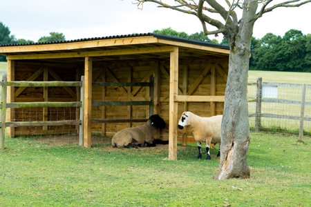 sheep in stable on the farm copy spaceの写真素材