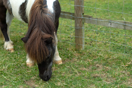 horse eating green grass on the farm.の写真素材