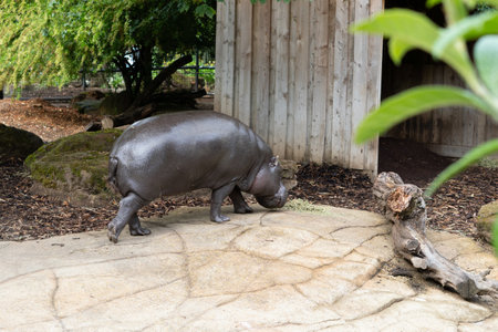 hyppo walking in the zoo.の写真素材