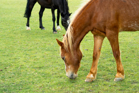 horse eating green grass on the farm.の写真素材