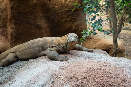 reptile laying on the stone in the zoo,varan. high quality photoの写真素材