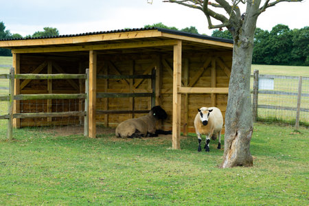 sheep in stable on the farm copy spaceの写真素材