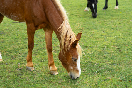 horse eating green grass on the farm.の写真素材