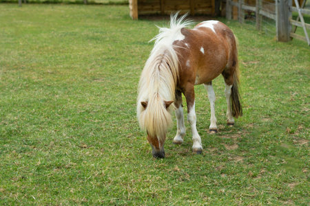 horse eating green grass on the farm.の写真素材